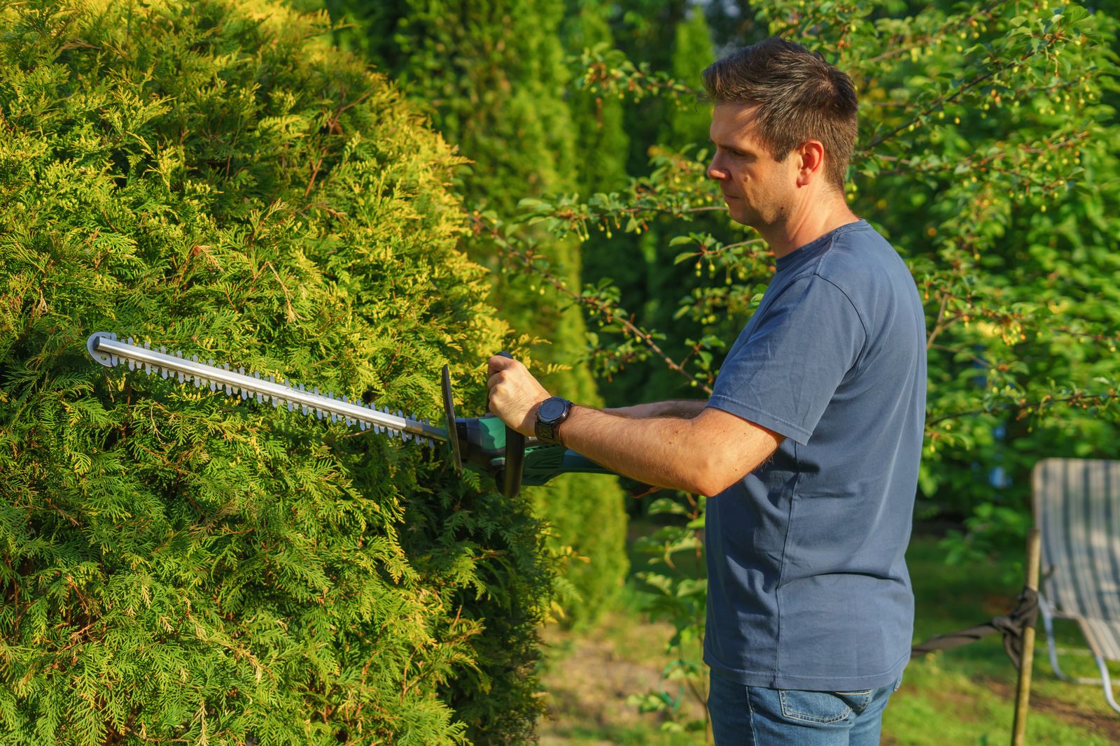 Overgrown garden hedge being cut back with a powered trimmer