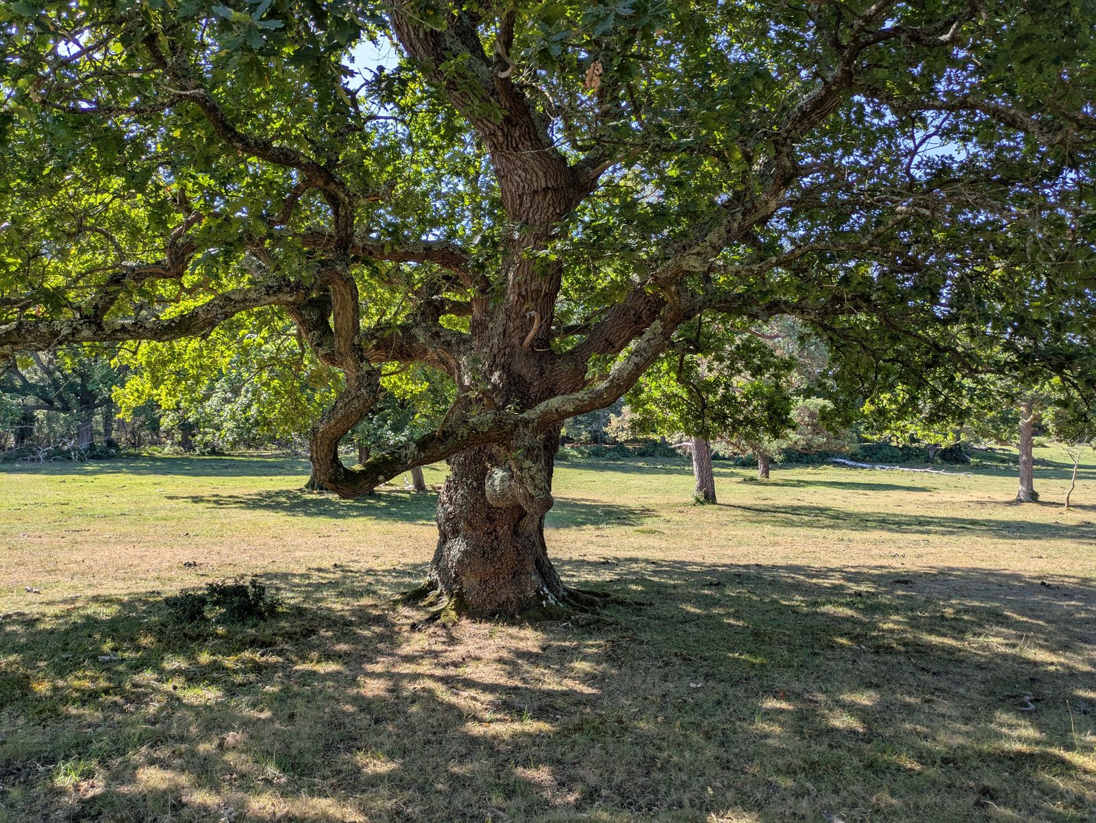 Mature broadleaf tree in a domestic garden