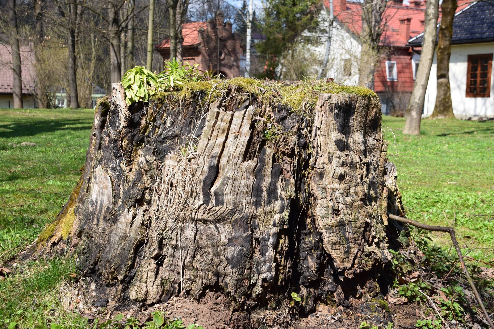 Tree stump being ground out below ground level