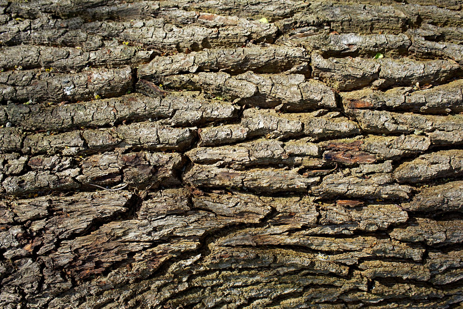Close inspection of the bark of a mature tree