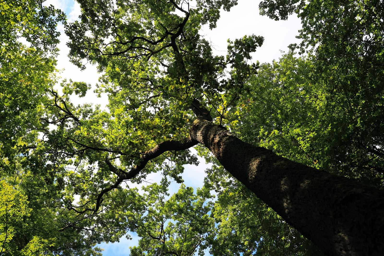 Dead and crossing branches in a broadleaf canopy